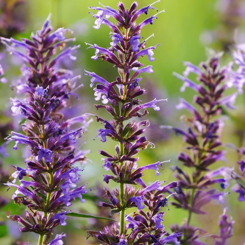 Duftnessel 'Purple Haze'