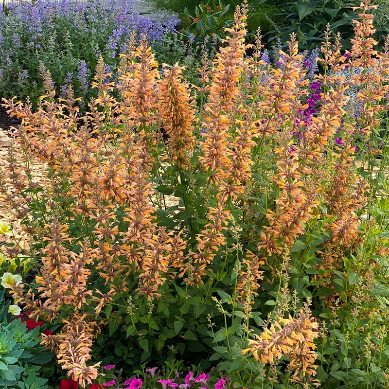Duftnessel 'Mango Tango'
