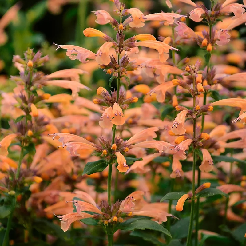 Duftnessel 'Mango Tango'