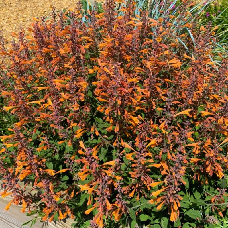 Duftnessel 'Mango Tango'