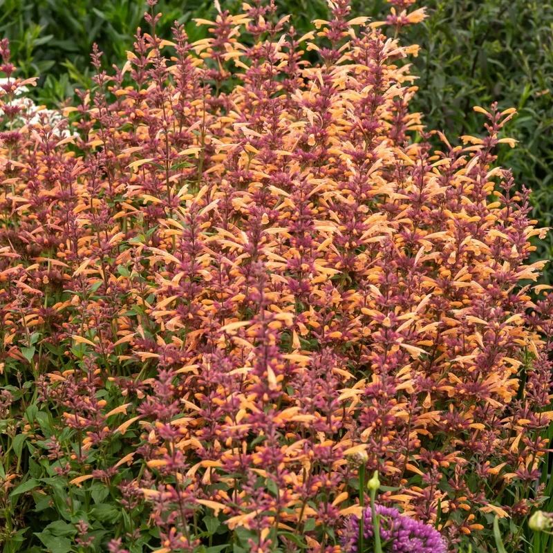Duftnessel 'Mango Tango'
