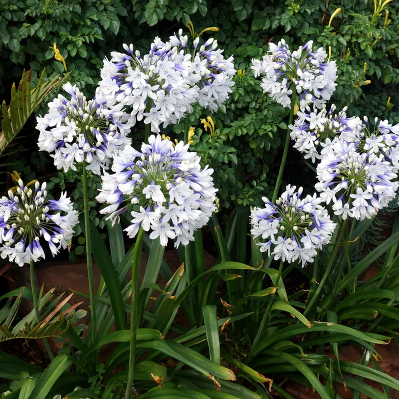 Schmucklilie 'Twister'