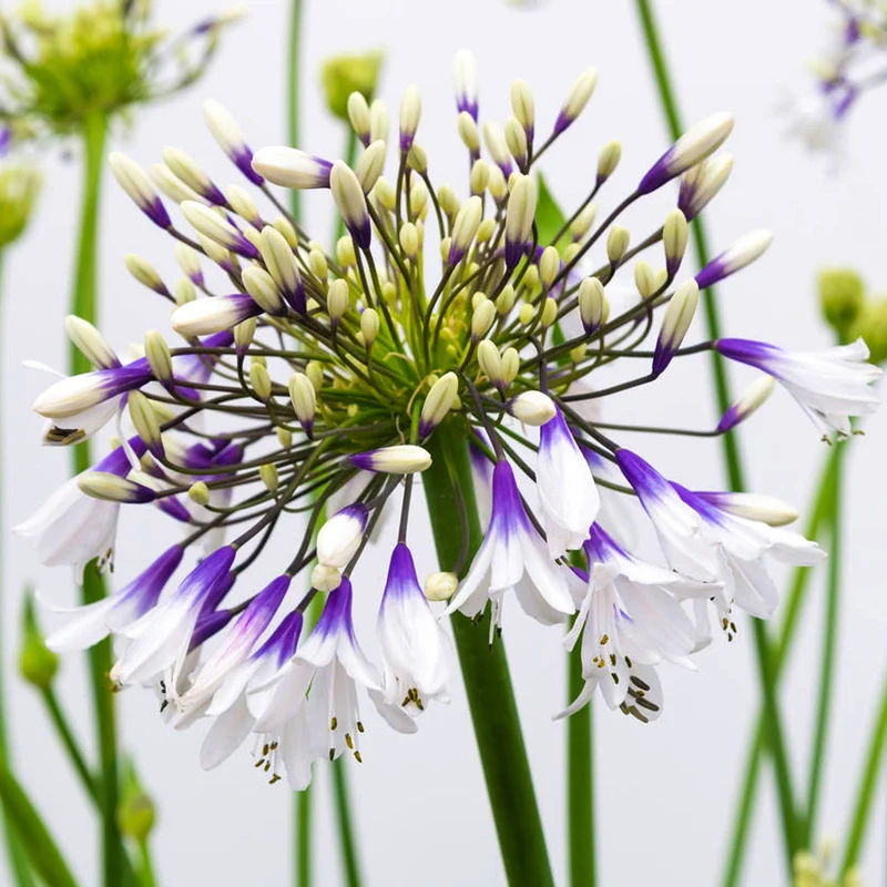 Schmucklilie 'Fireworks'