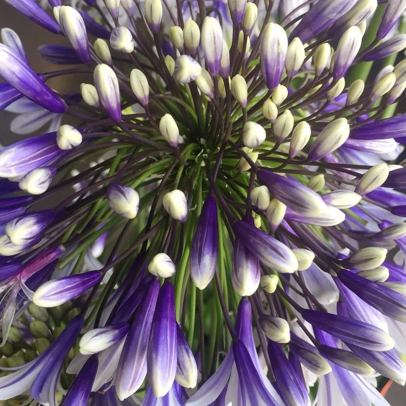 Schmucklilie 'Fireworks'
