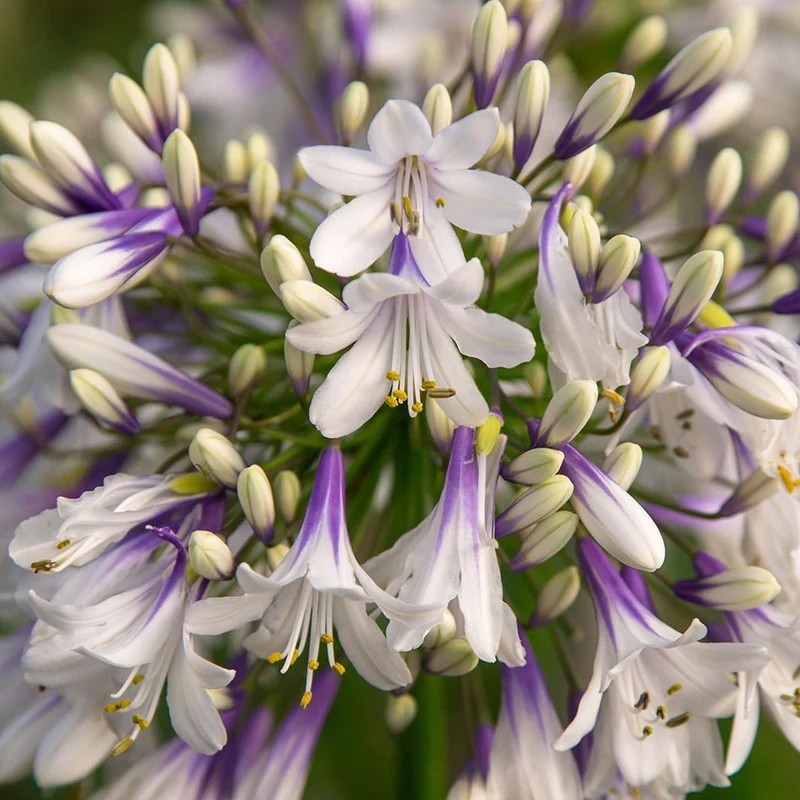 Schmucklilie 'Fireworks'