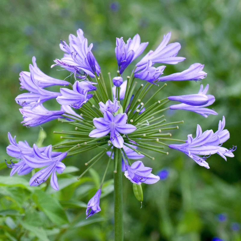 Schmucklilie 'Charlotte'
