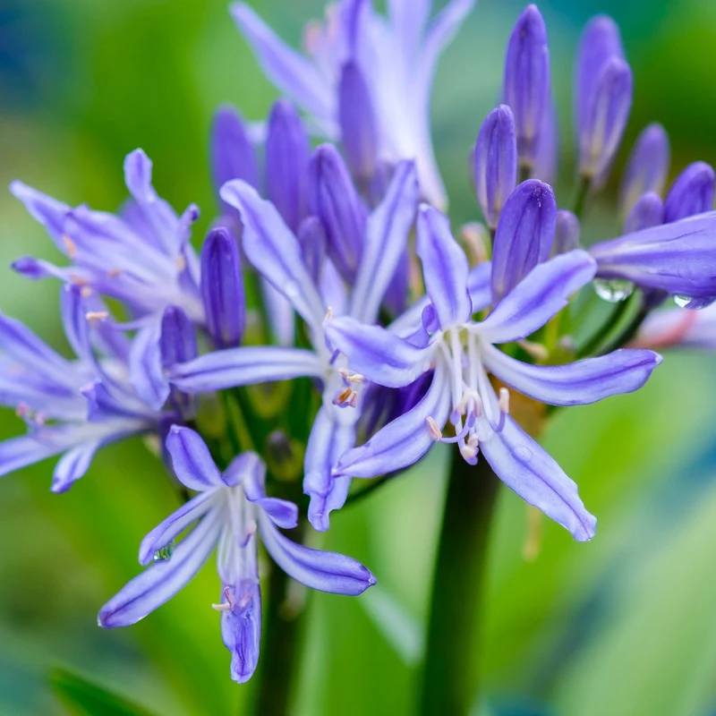 Schmucklilie 'Charlotte'