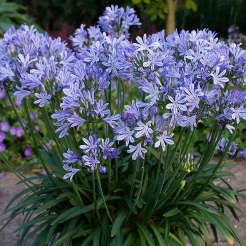 Schmucklilie 'Charlotte'