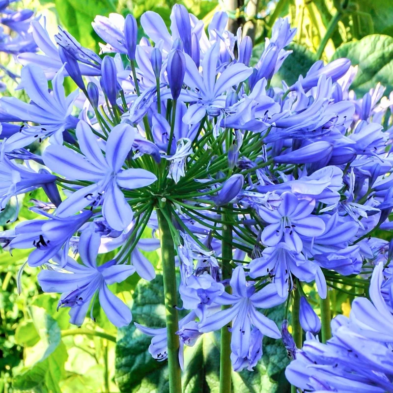 Schmucklilie 'Brilliant Blue'