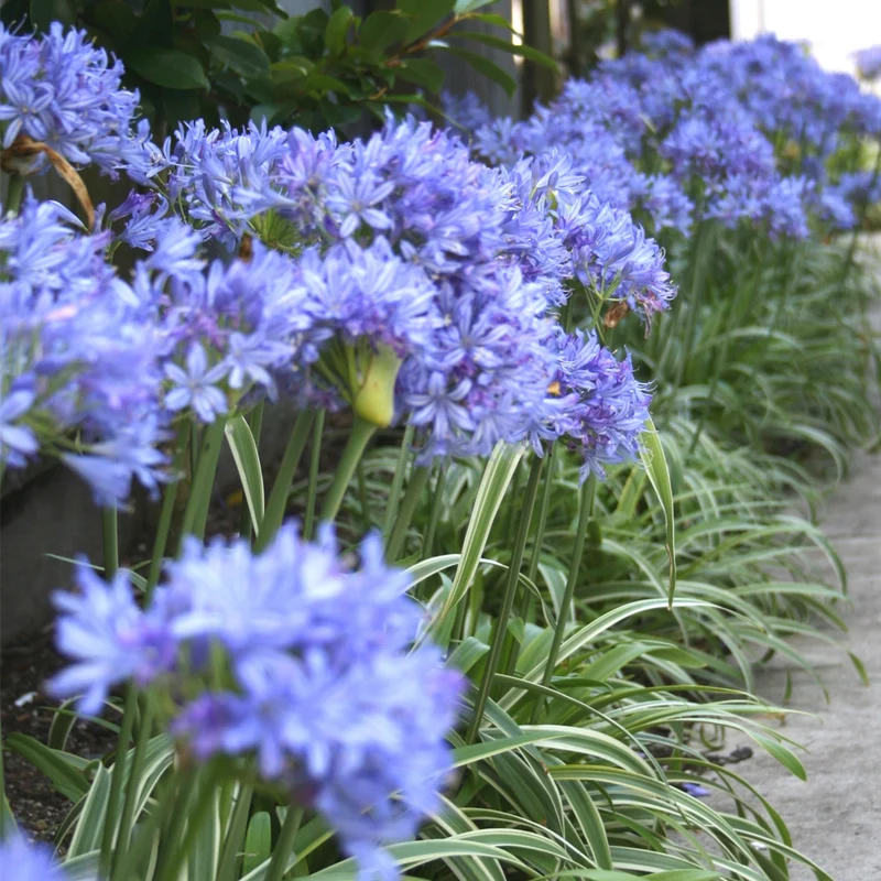 Schmucklilie 'Brilliant Blue'
