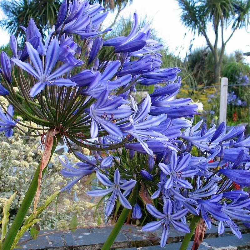 Schmucklilie 'Brilliant Blue'