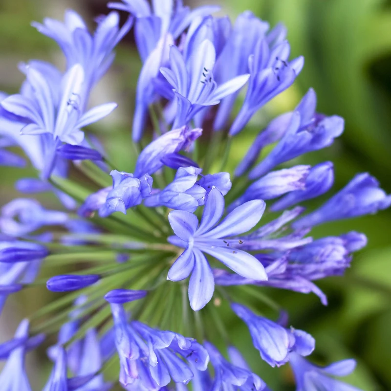 Schmucklilie 'Brilliant Blue'