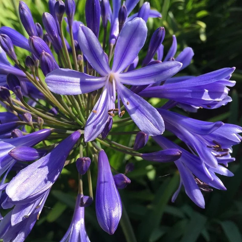 Schmucklilie 'Brilliant Blue'