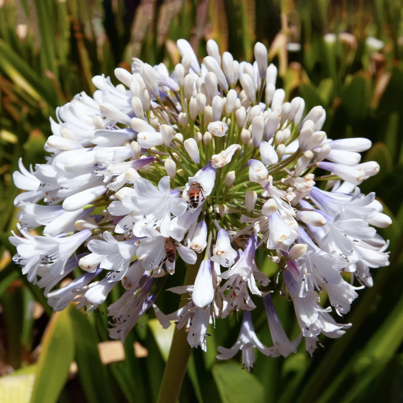 Schmucklilie 'Arctic Star'