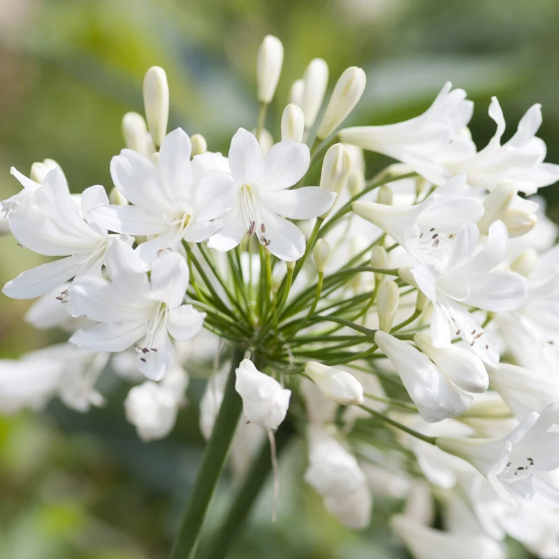 Schmucklilie 'Arctic Star'