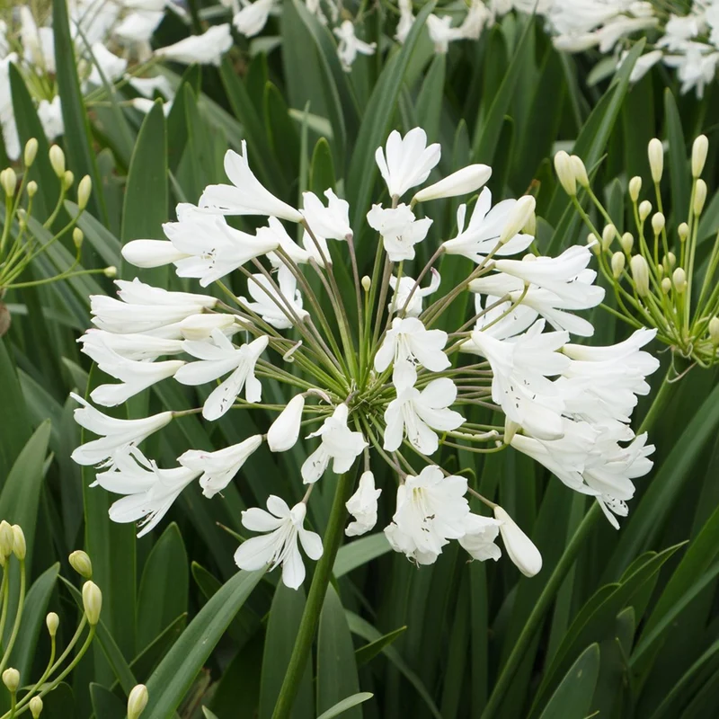 Schmucklilie 'Arctic Star'
