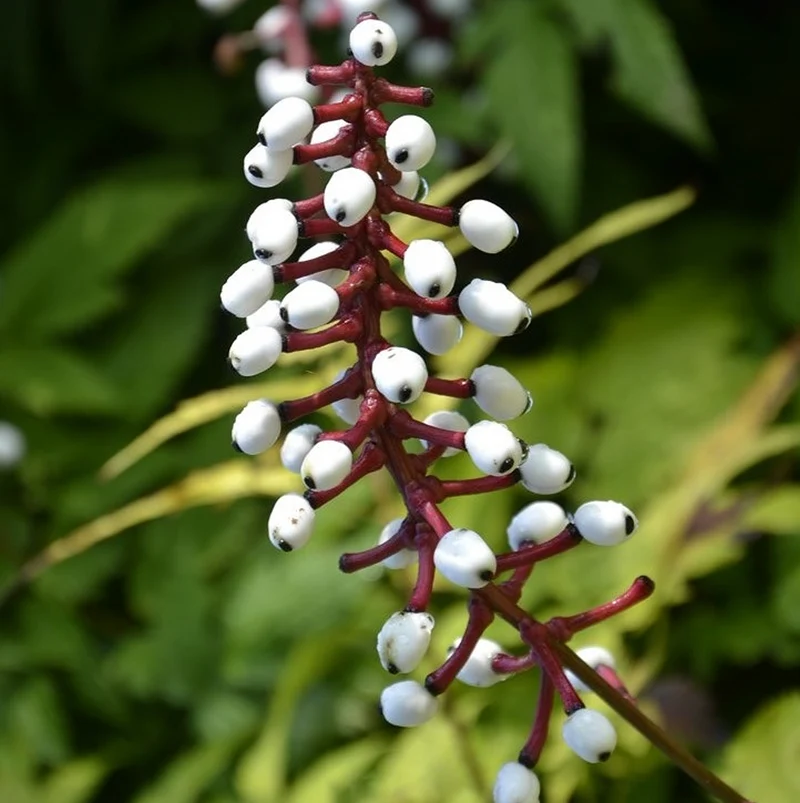 Silberkerze 'Misty Blue'