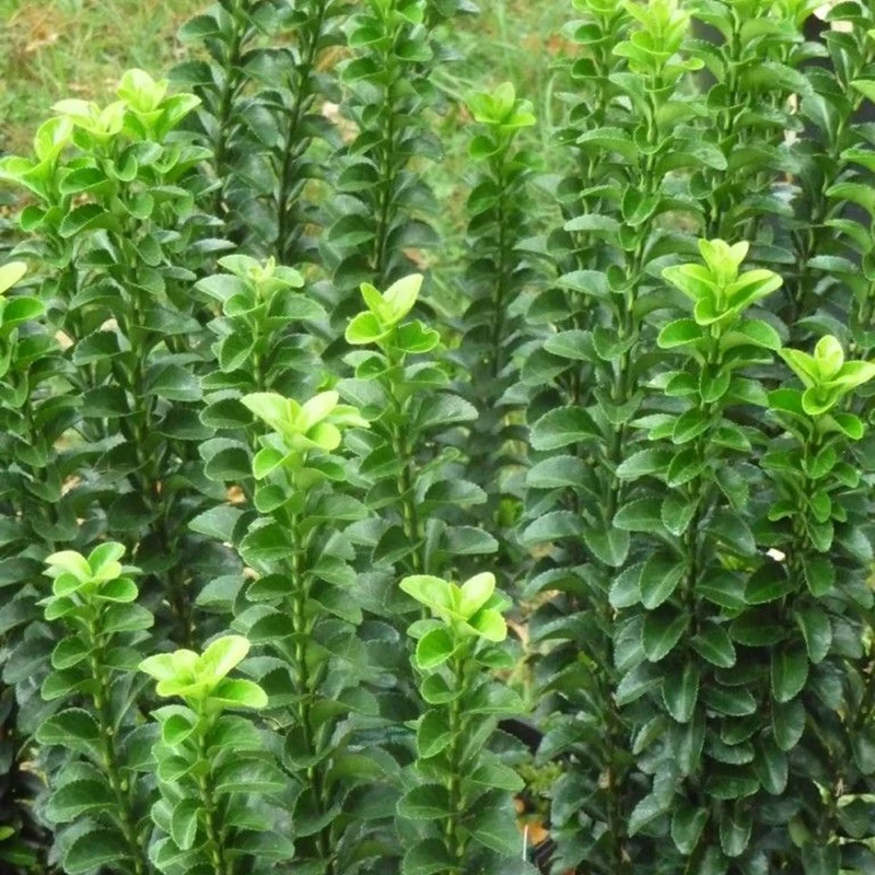 Spindelstrauch 'Green Spire'