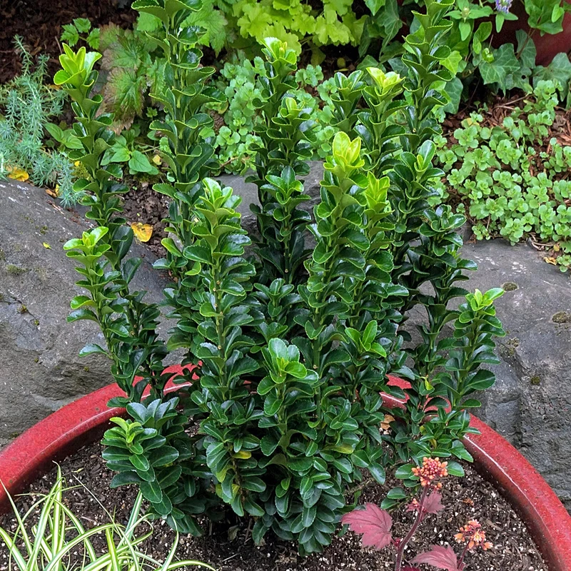 Spindelstrauch 'Green Spire'