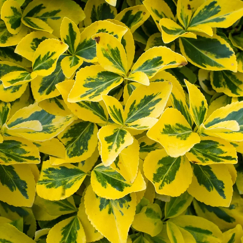 Spindelstrauch 'Emerald 'n' Gold'