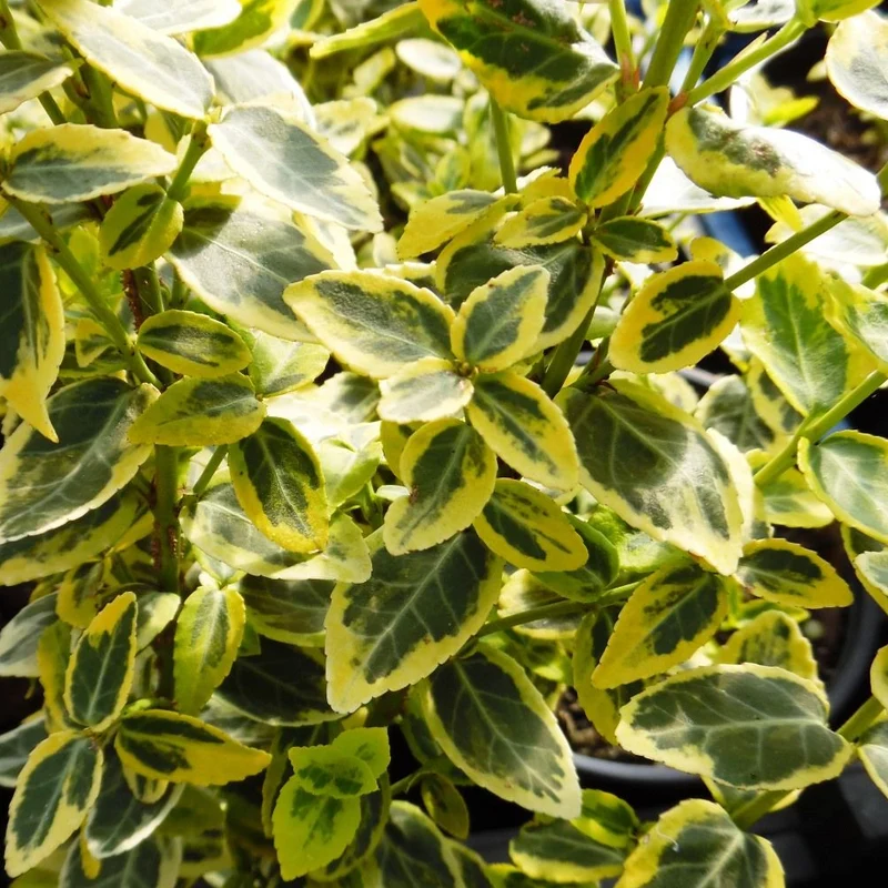 Spindelstrauch 'Emerald 'n' Gold'
