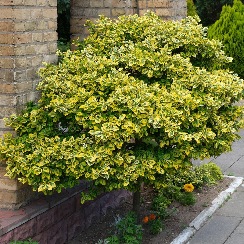 Spindelstrauch 'Emerald 'n' Gold'
