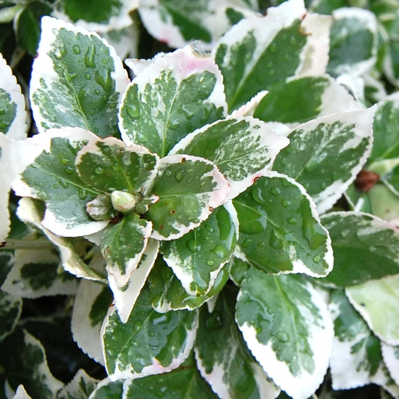 Spindelstrauch 'Emerald Gaiety'