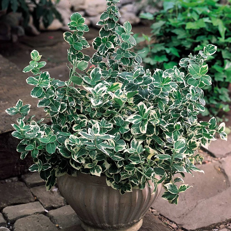 Spindelstrauch 'Emerald Gaiety'