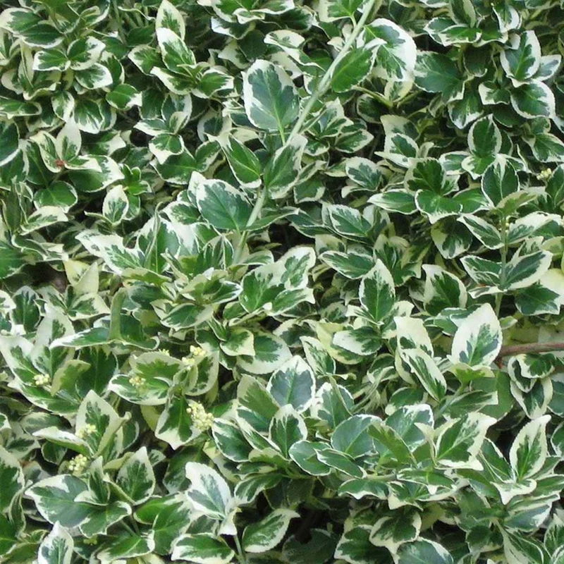 Spindelstrauch 'Emerald Gaiety'