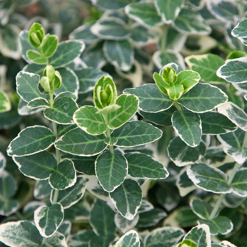Spindelstrauch 'Emerald Gaiety'