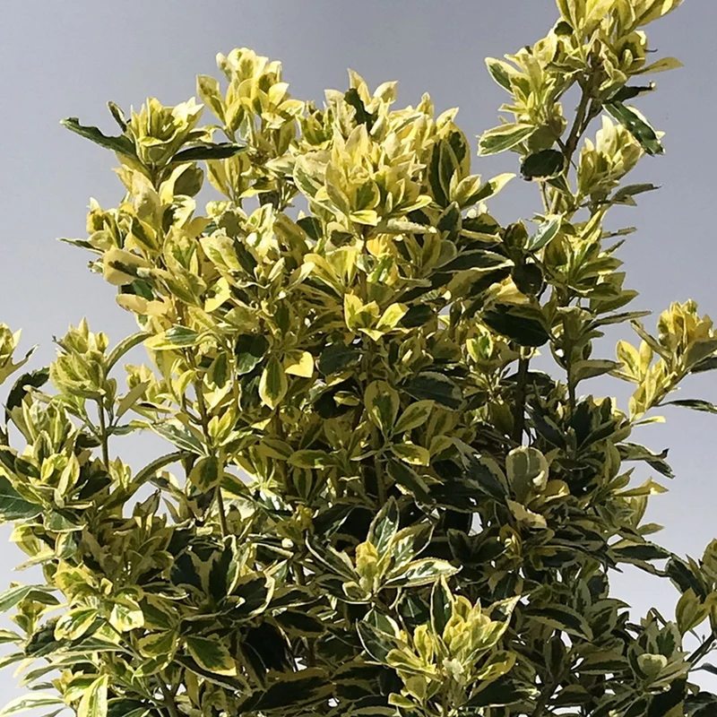 Spindelstrauch 'Bravo'