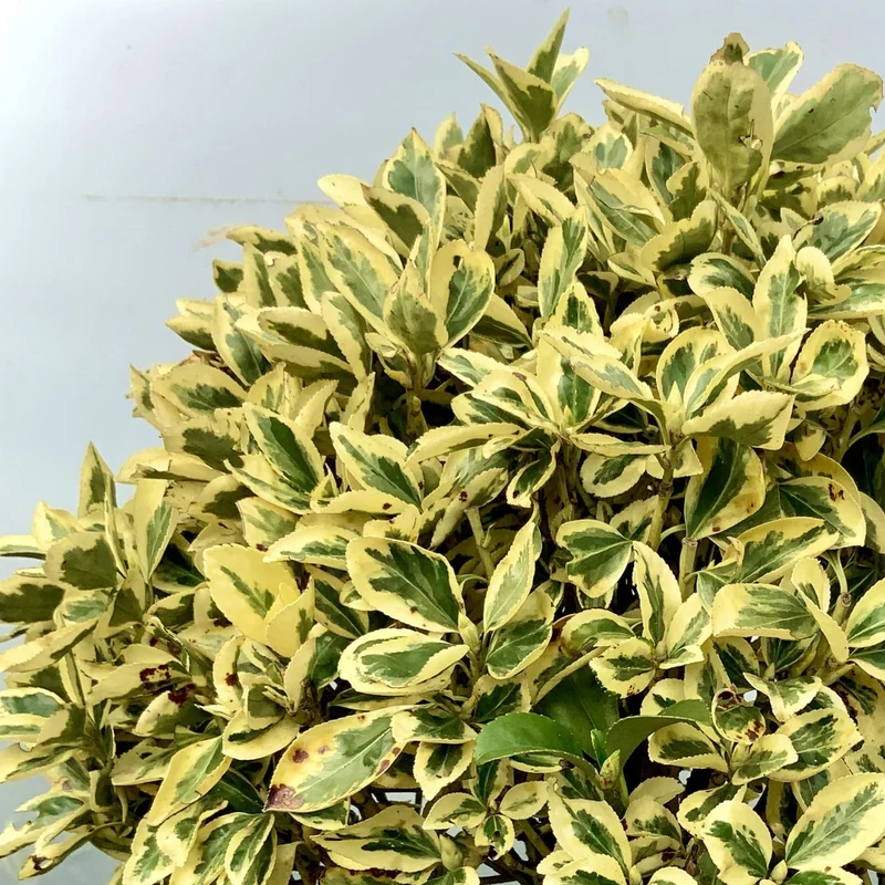 Spindelstrauch 'Bravo'