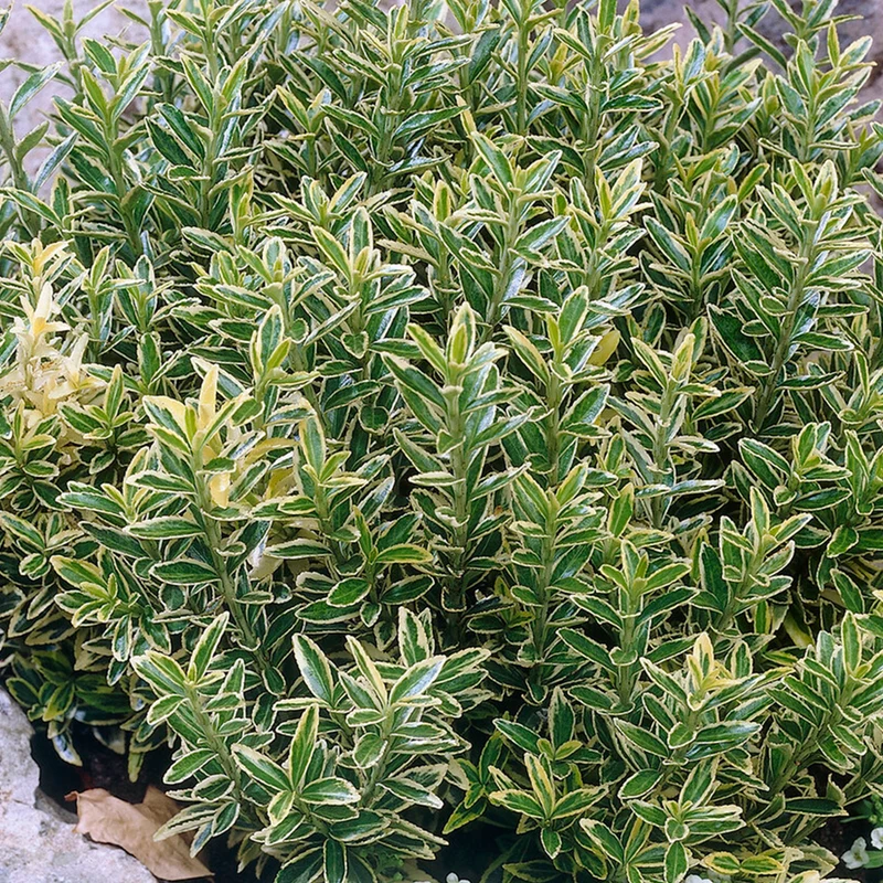 Spindelstrauch 'Aureovariegatus'