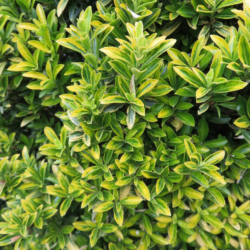 Spindelstrauch 'Aureovariegatus'