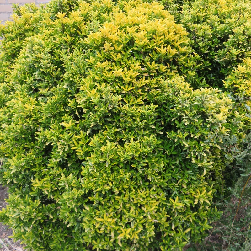 Spindelstrauch 'Aureovariegatus'