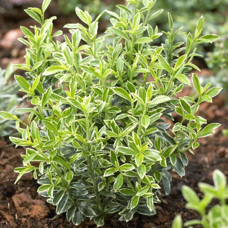 Spindelstrauch 'Aureovariegatus'