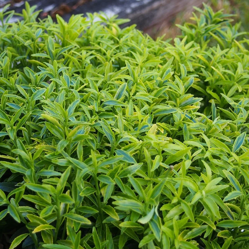 Spindelstrauch 'Aureovariegatus'