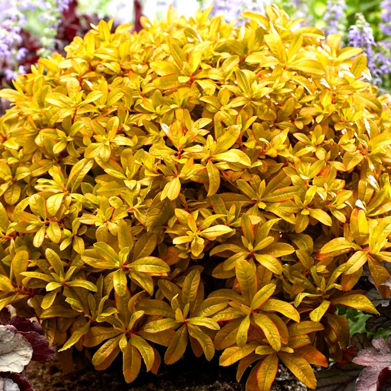 Escallonie 'Glowing Embers'