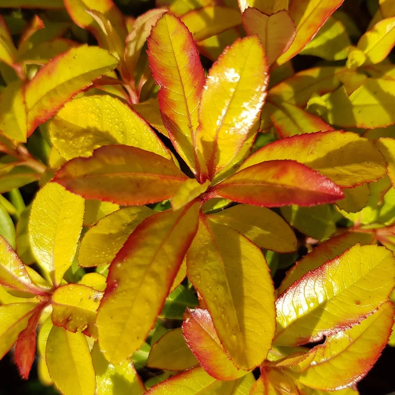 Escallonie 'Glowing Embers'