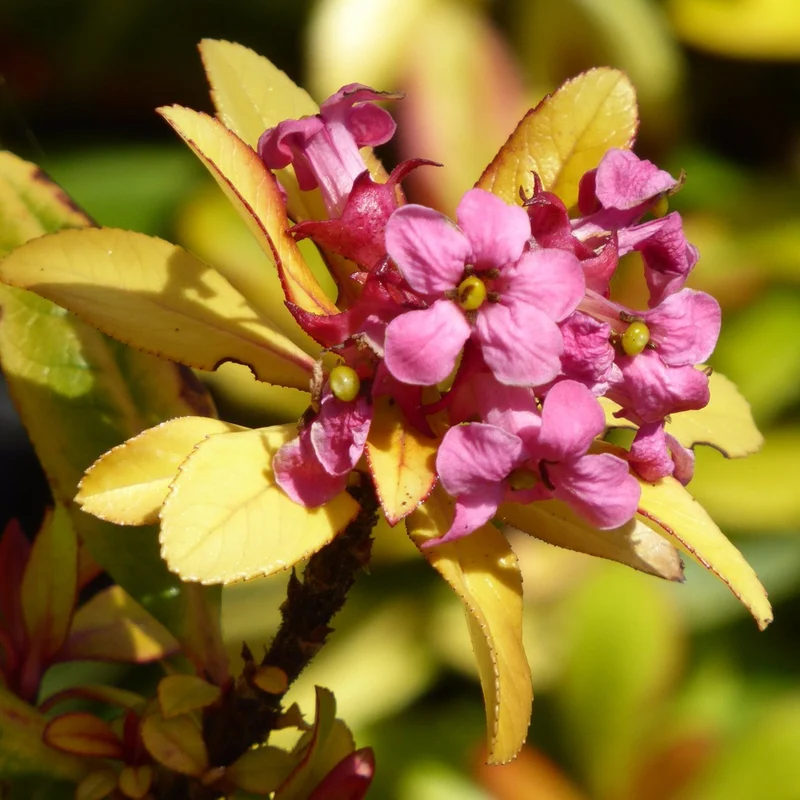Escallonie 'Glowing Embers'