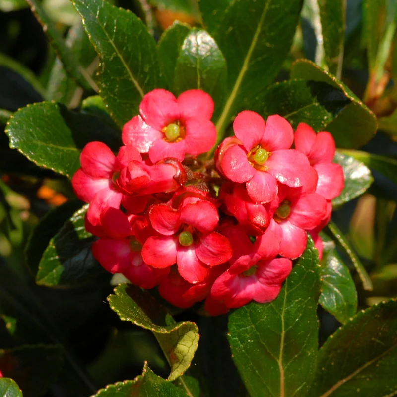 Escallonie 'Crimson Spire'