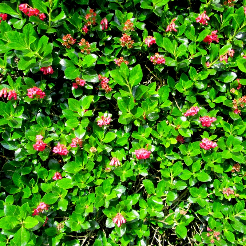 Escallonie 'Crimson Spire'