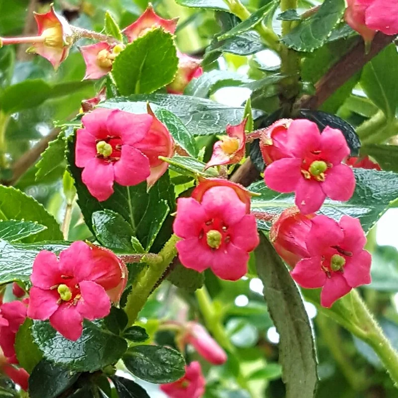 Escallonie 'Crimson Spire'
