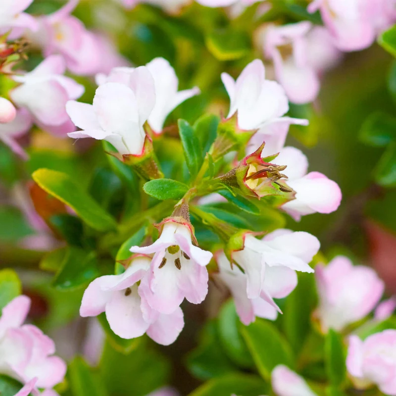 Escallonie 'Apple Blossom'