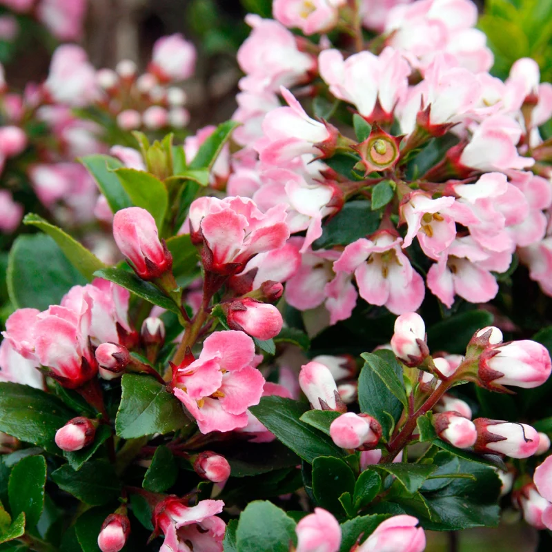 Escallonie 'Apple Blossom'