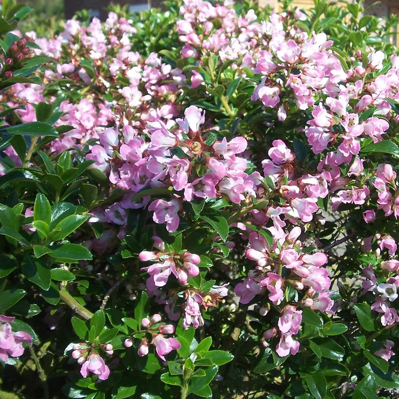 Escallonie 'Apple Blossom'