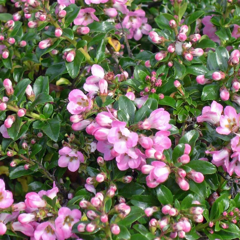 Escallonie 'Apple Blossom'
