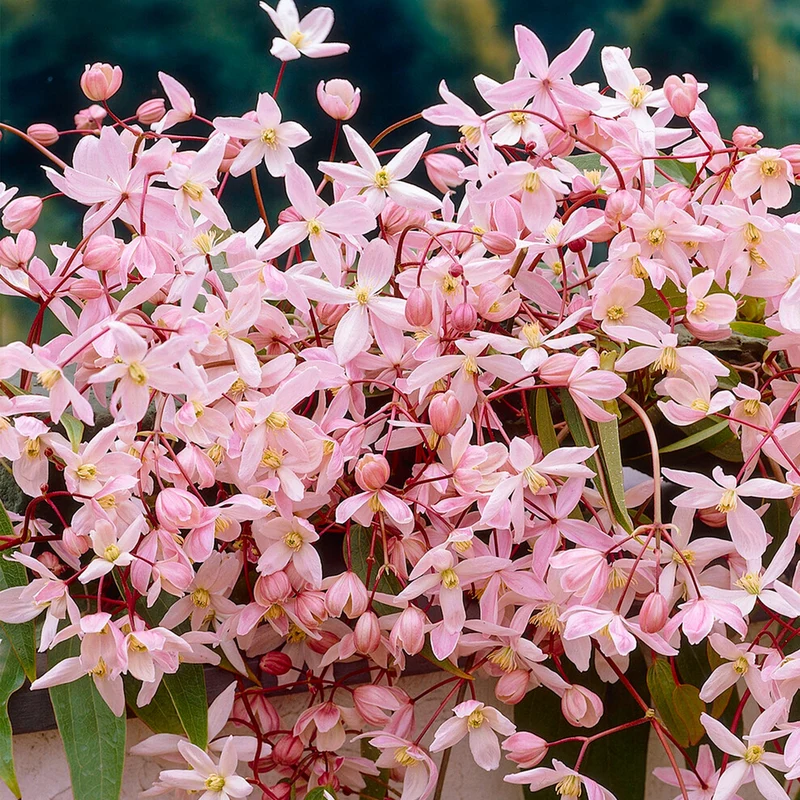 Waldrebe 'Apple Blossom'