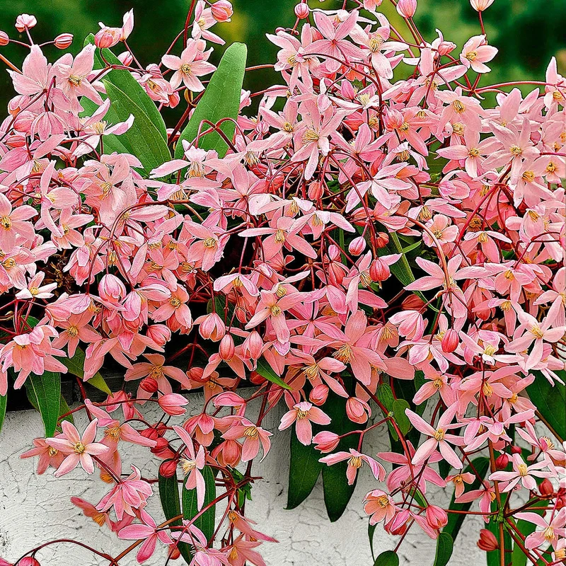 Waldrebe 'Apple Blossom'