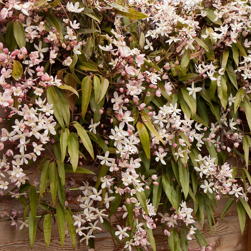 Waldrebe 'Apple Blossom'